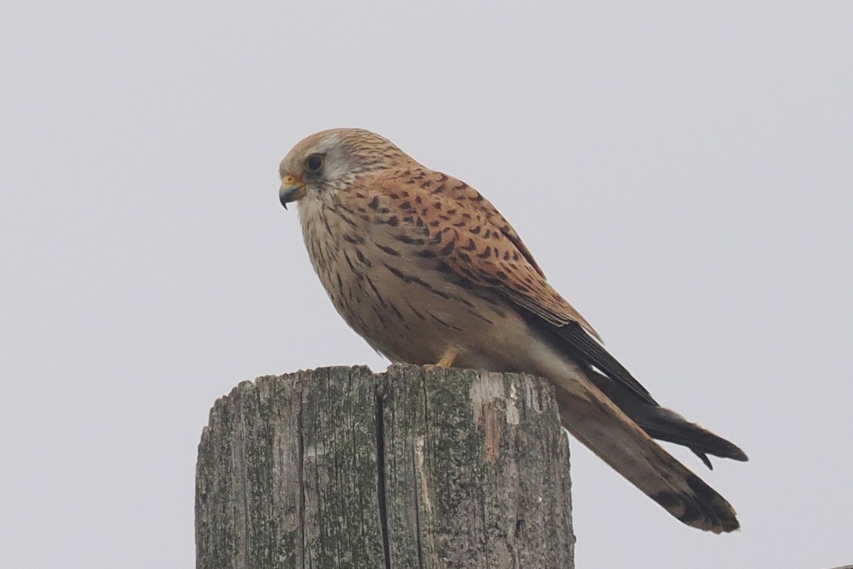 Lesser Kestrel - Donna Pomeroy