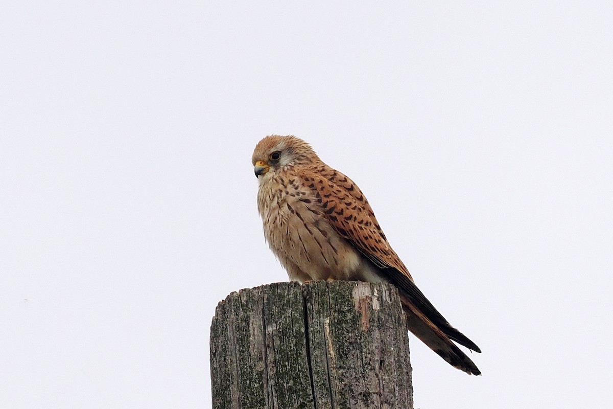 Lesser Kestrel - Donna Pomeroy