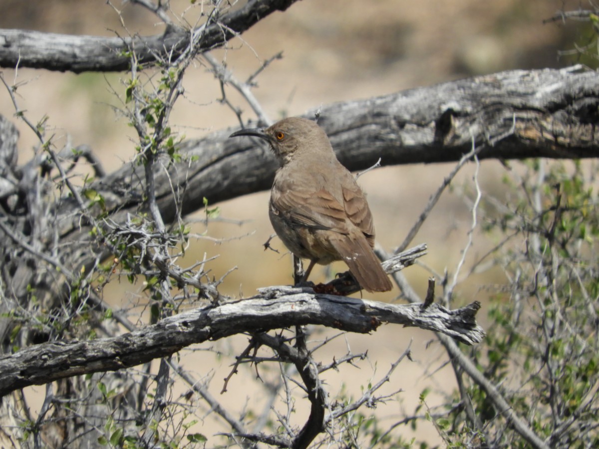 Curve-billed Thrasher - Thomas Bürgi