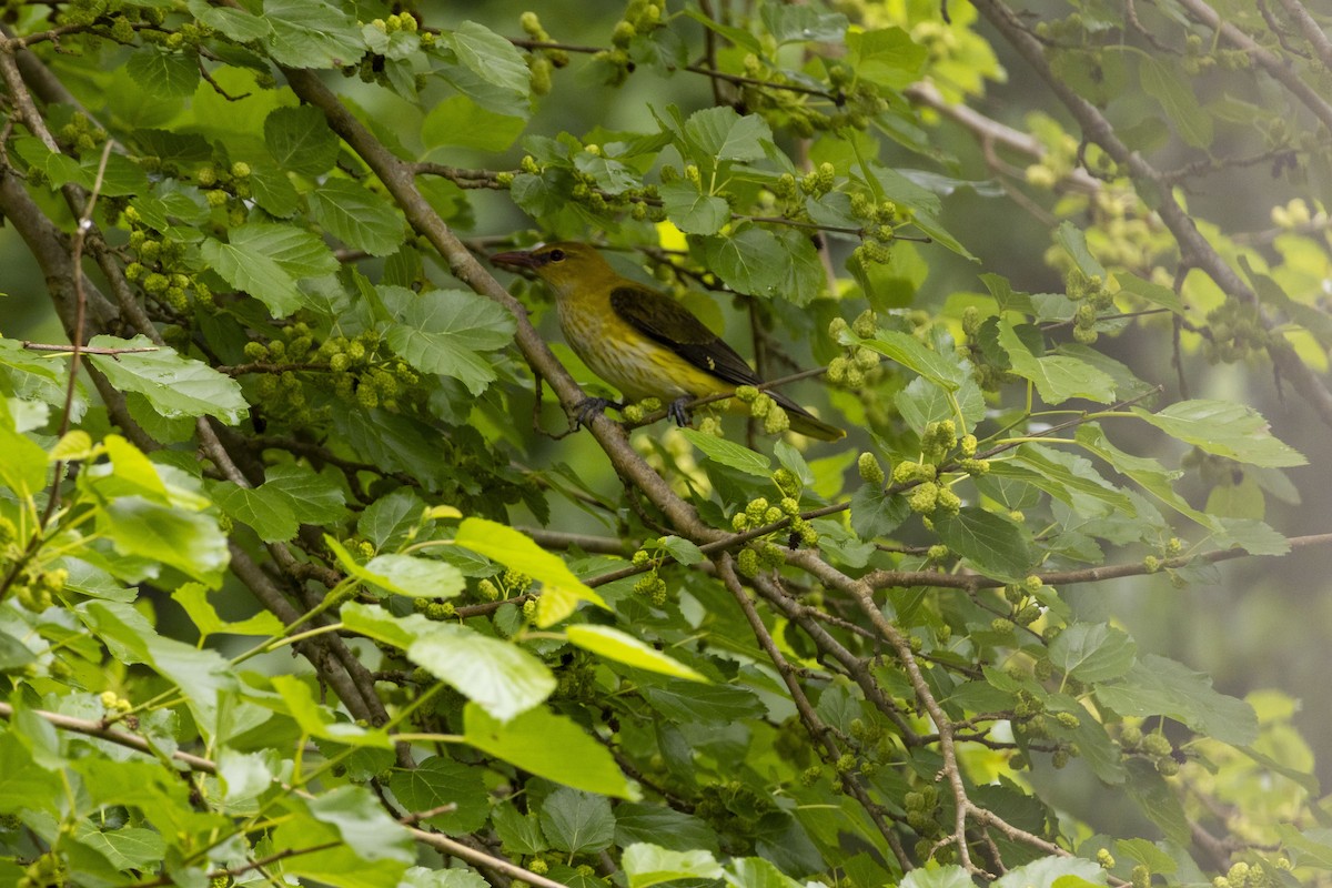 Eurasian Golden Oriole - Pantea Golzari