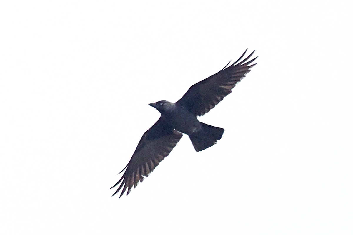 Eurasian Jackdaw - Donna Pomeroy