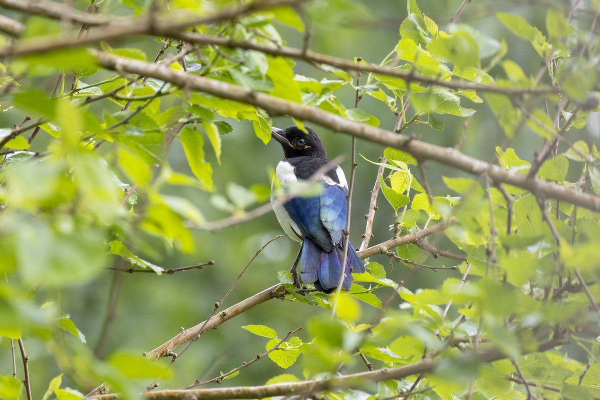 Eurasian Magpie - Pantea Golzari