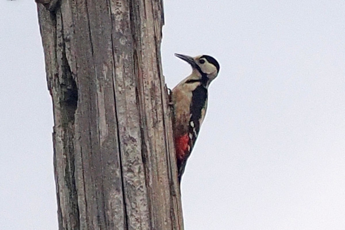 Syrian Woodpecker - Donna Pomeroy