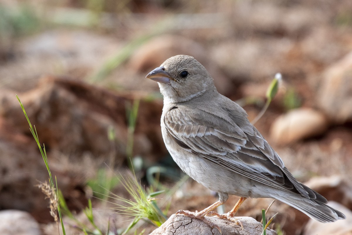 Pale Rockfinch - Göktuğ  Güzelbey