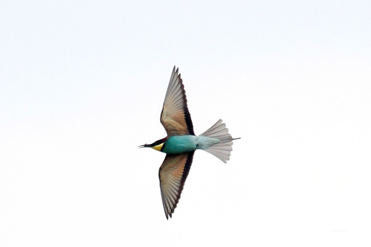 European Bee-eater - Donna Pomeroy