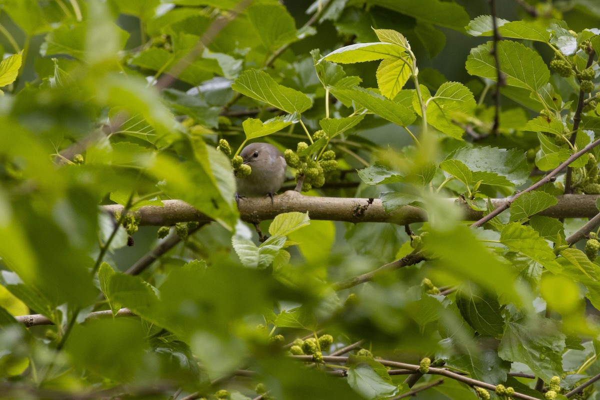 Garden Warbler - Pantea Golzari