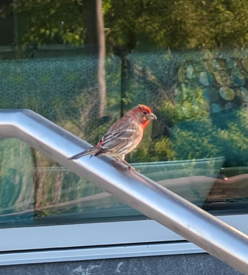 House Finch - Jonathan O'Keeffe