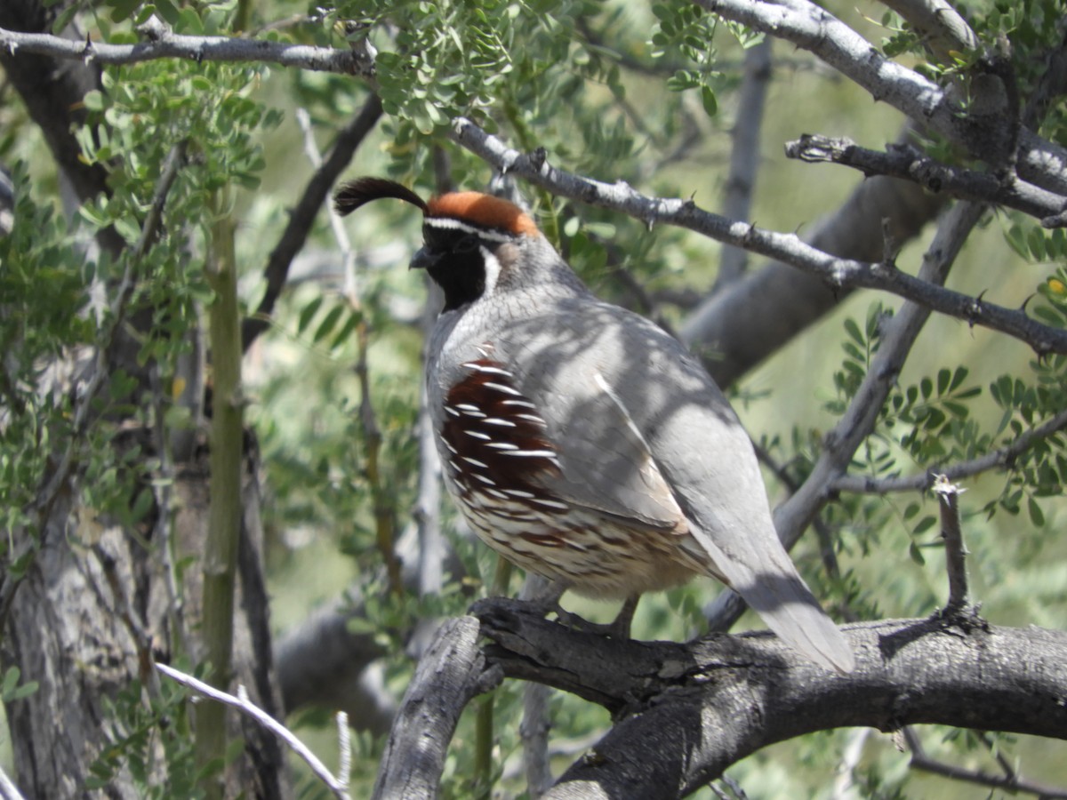 Gambel's Quail - Thomas Bürgi