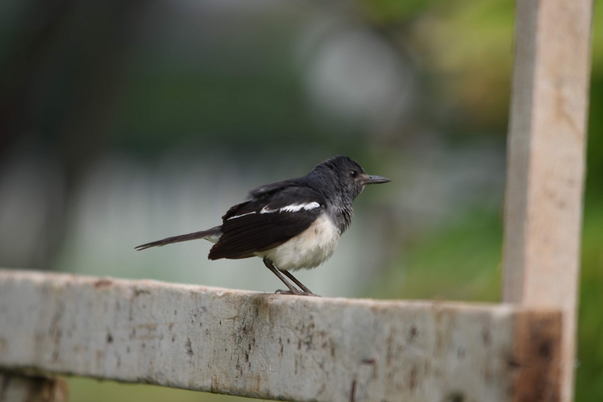 Oriental Magpie-Robin - Richard Chayapong