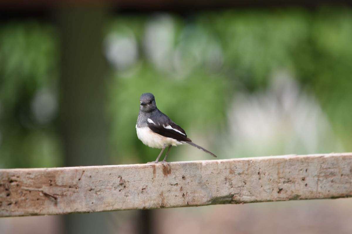 Oriental Magpie-Robin - Richard Chayapong