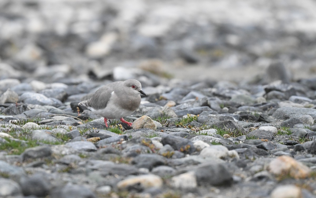 Magellanic Plover - ML619479581