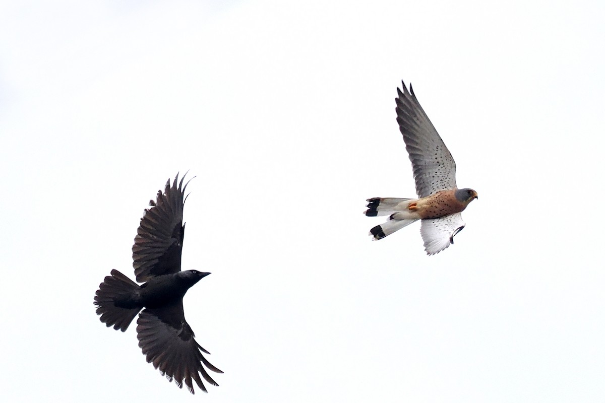 Lesser Kestrel - Donna Pomeroy