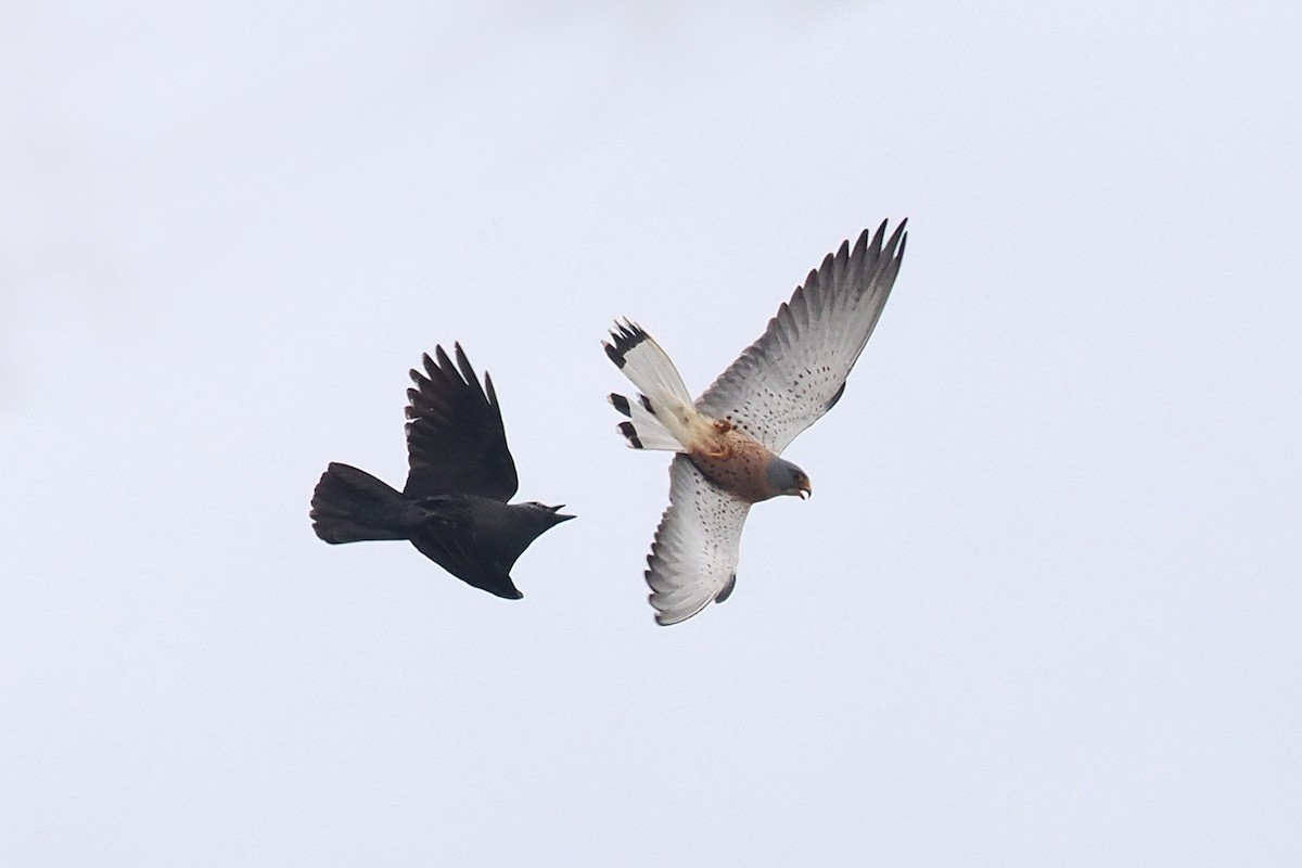 Lesser Kestrel - Donna Pomeroy