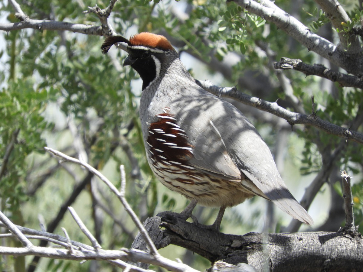 Gambel's Quail - Thomas Bürgi