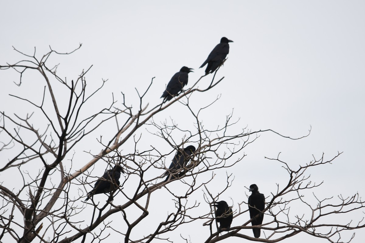 Large-billed Crow - Richard Chayapong