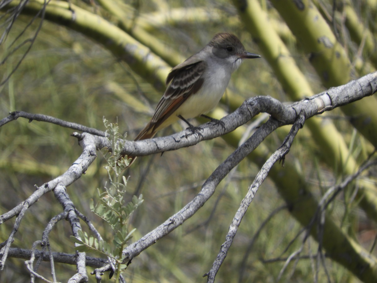 Ash-throated Flycatcher - Thomas Bürgi