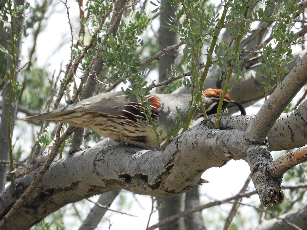 Gambel's Quail - Thomas Bürgi