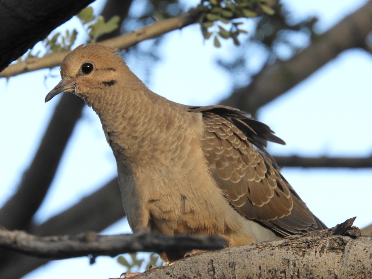 Mourning Dove - Thomas Bürgi