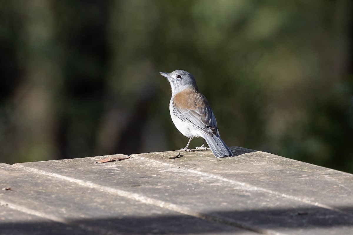 Gray Shrikethrush - Graham Possingham