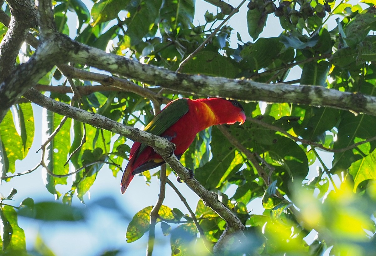 Purple-naped Lory - Mike Edgecombe