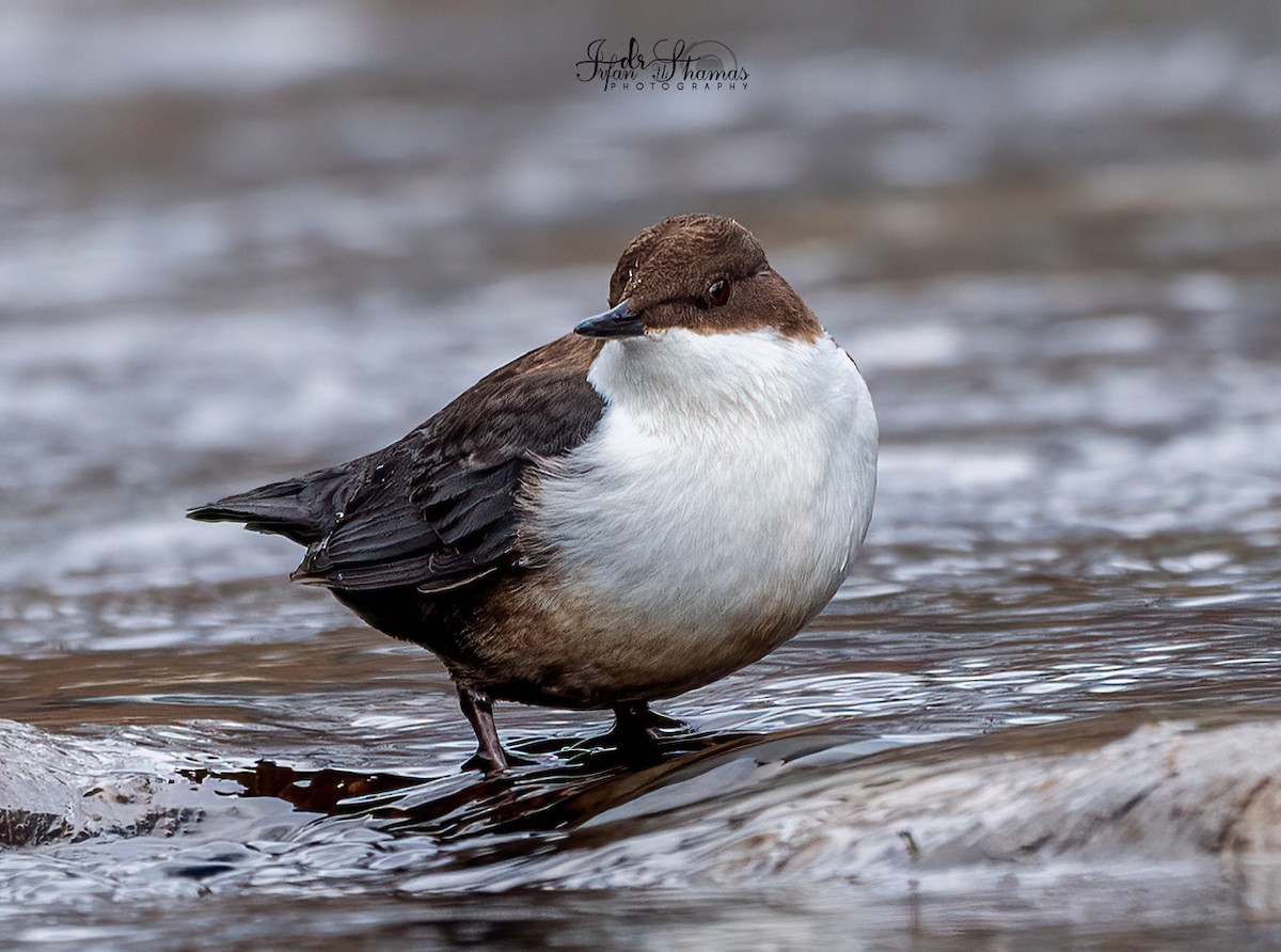 White-throated Dipper - Flying Osprey