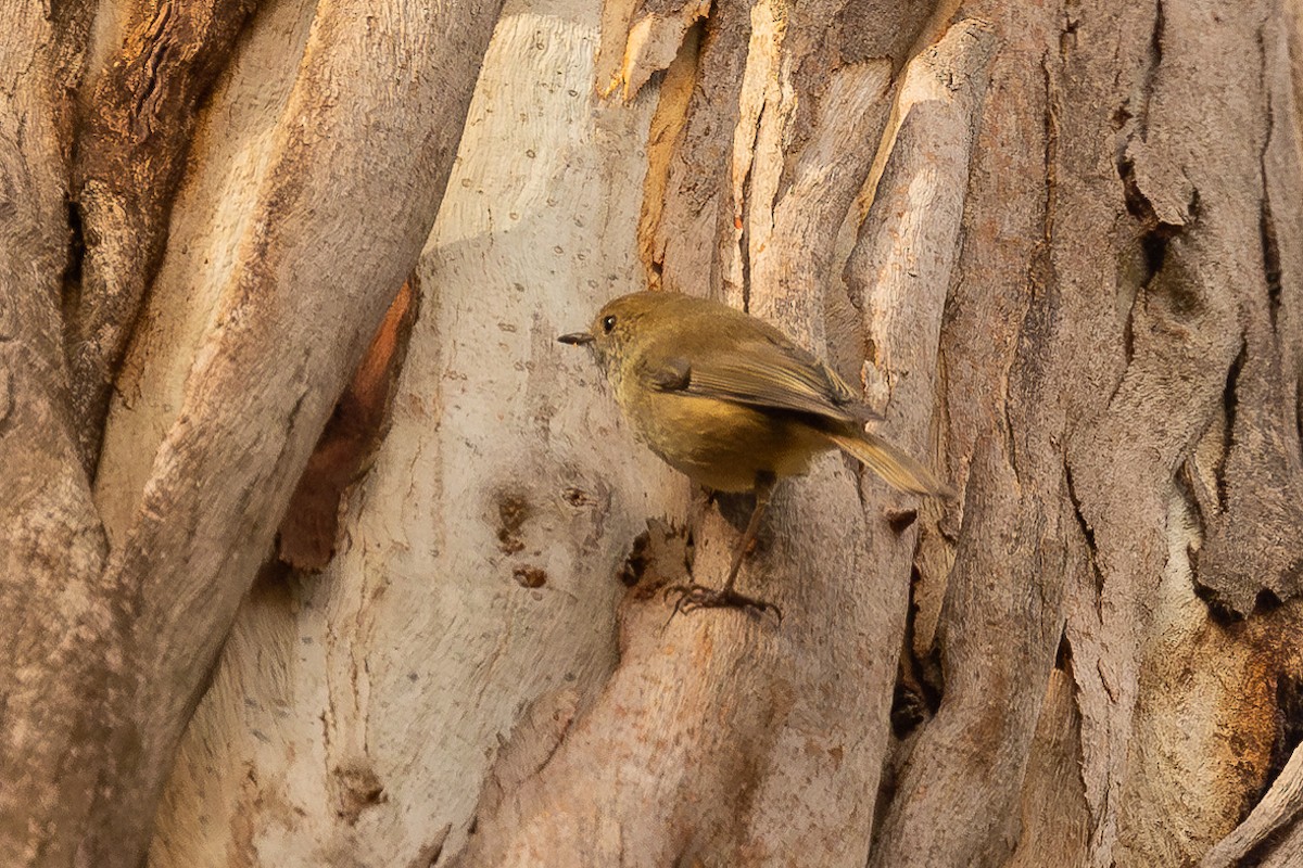 Brown Thornbill - ML619479612