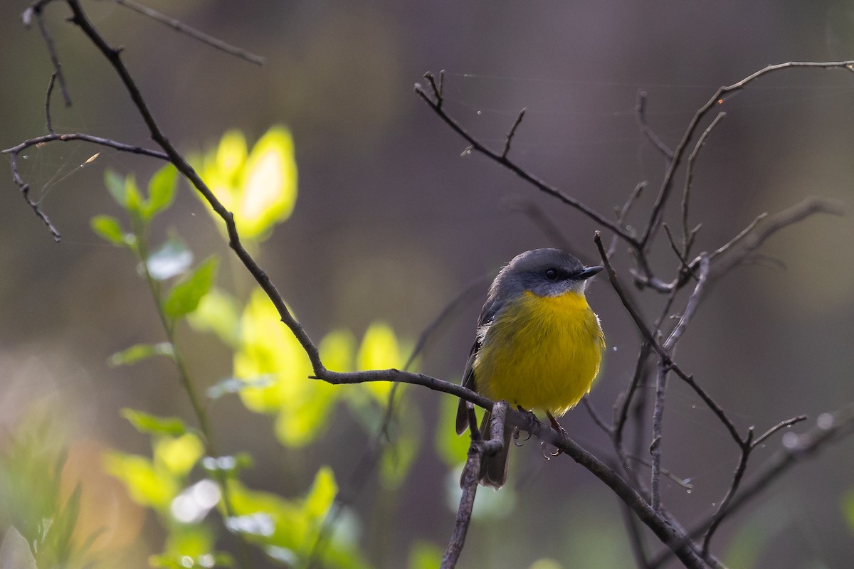 Eastern Yellow Robin - Graham Possingham