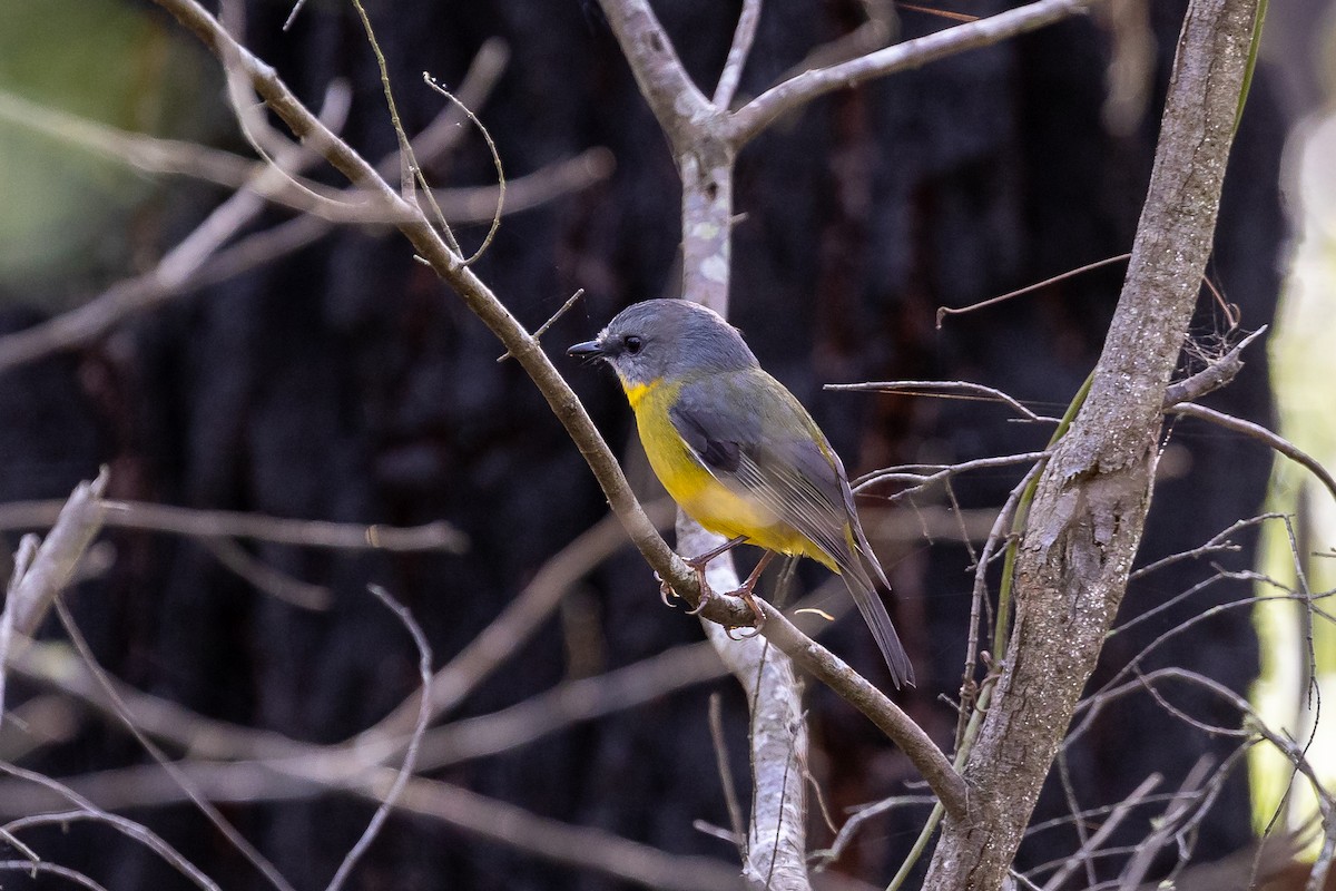 Eastern Yellow Robin - Graham Possingham