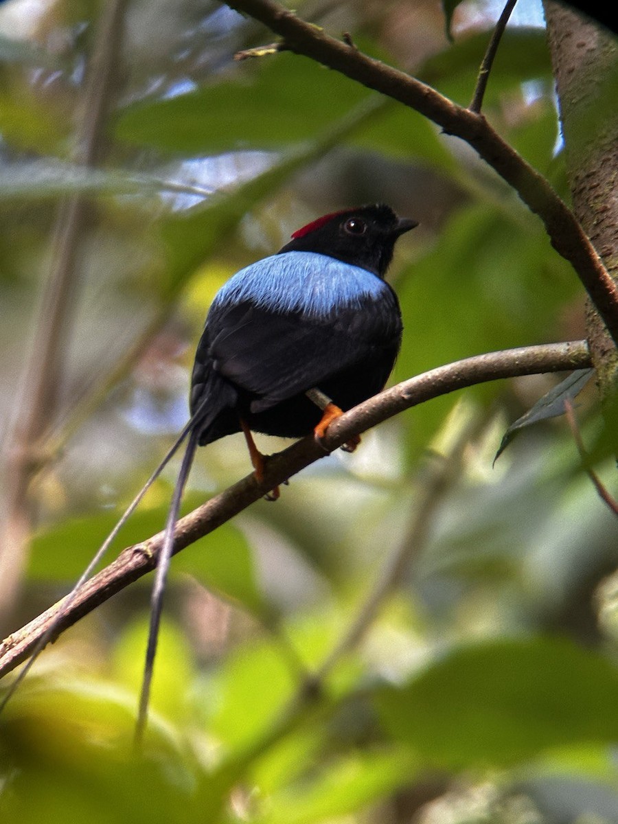 Long-tailed Manakin - Bird Warde