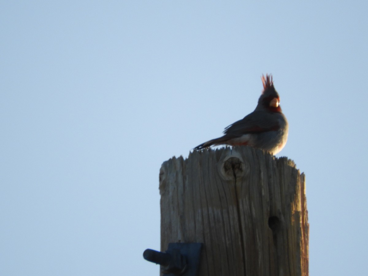 Pyrrhuloxia - Thomas Bürgi