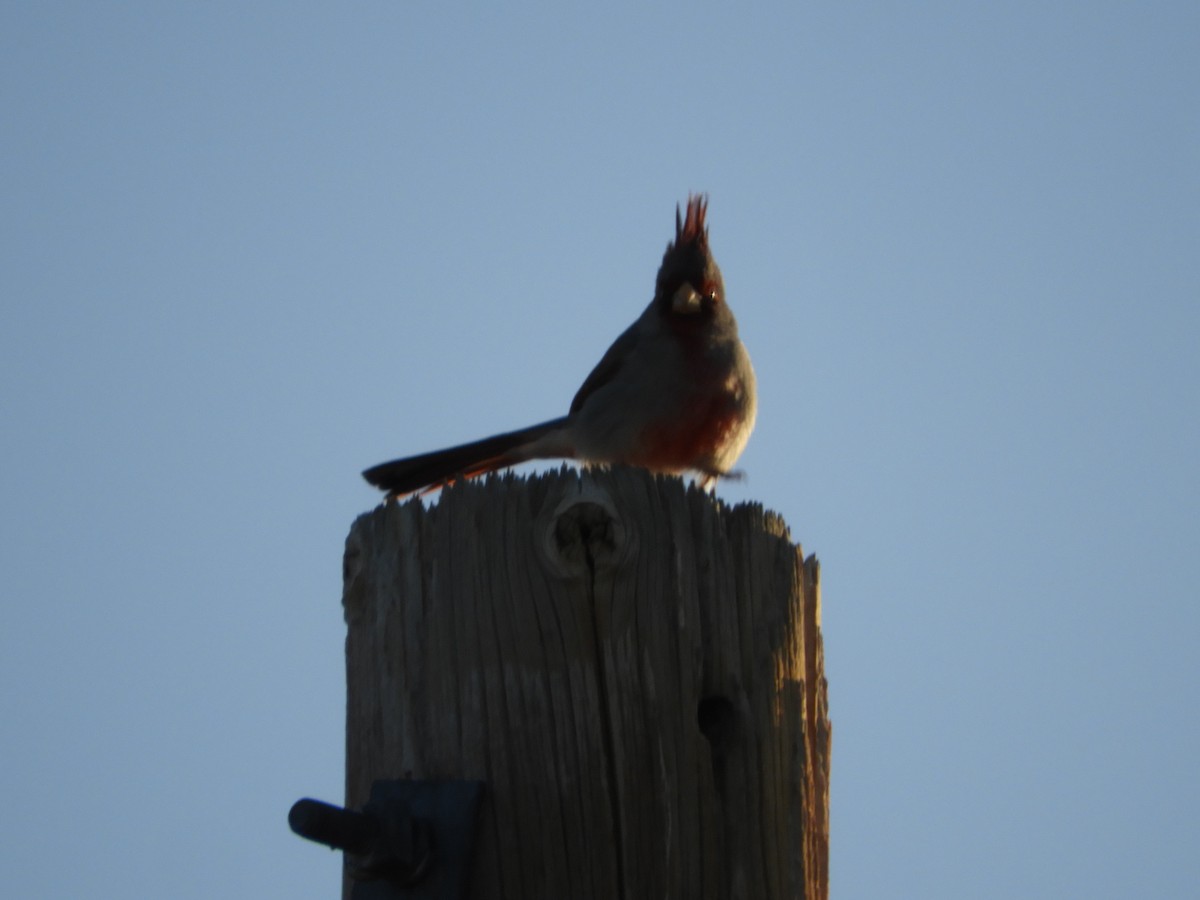 Pyrrhuloxia - Thomas Bürgi