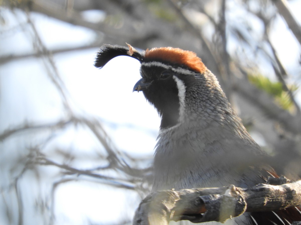 Gambel's Quail - Thomas Bürgi