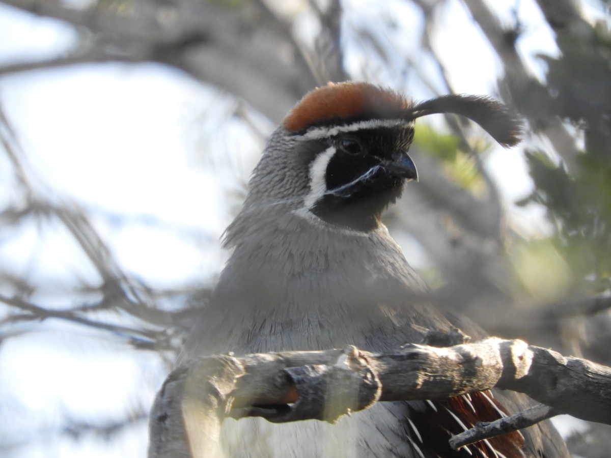 Gambel's Quail - Thomas Bürgi