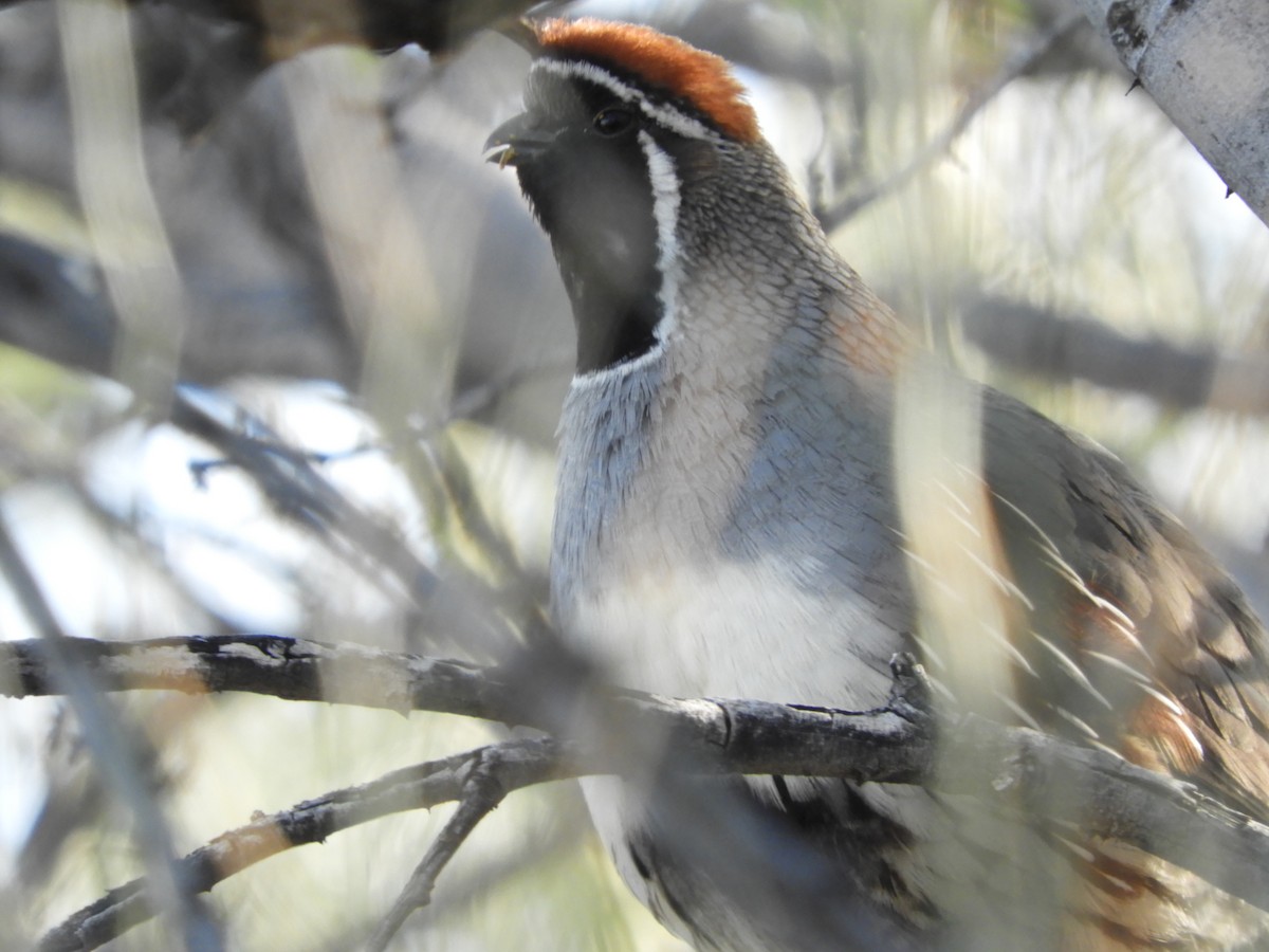 Gambel's Quail - Thomas Bürgi