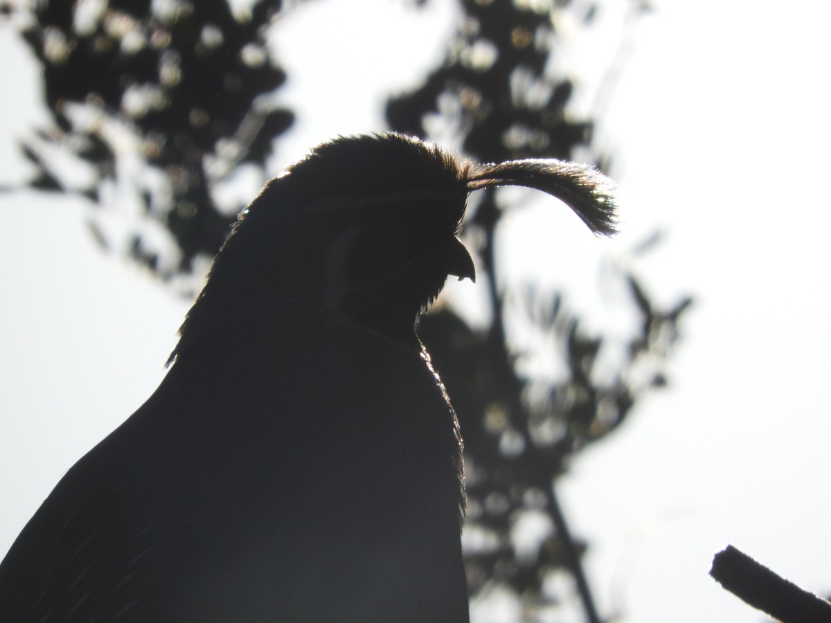 Gambel's Quail - Thomas Bürgi