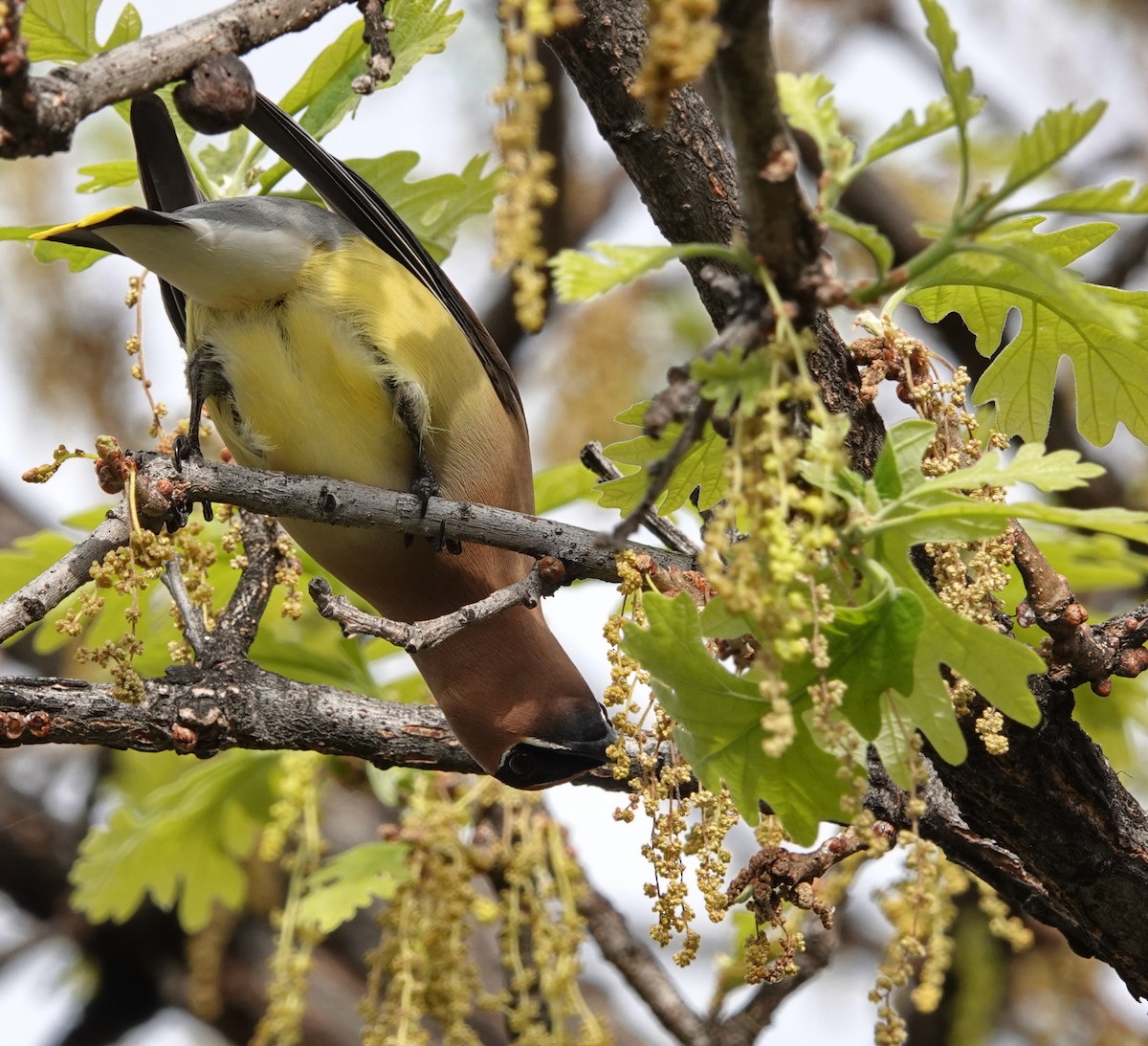 Cedar Waxwing - Doug Swartz