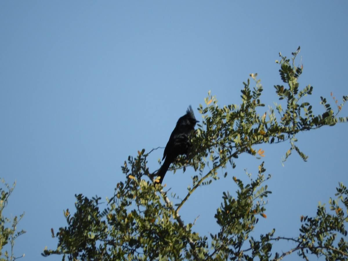 Phainopepla - Thomas Bürgi