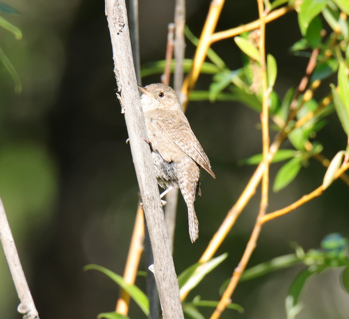 House Wren - Tim Leppek