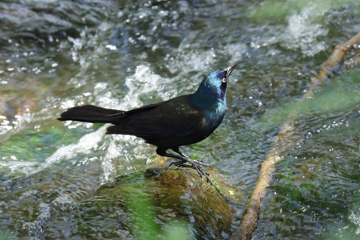 Common Grackle - Tim Leppek