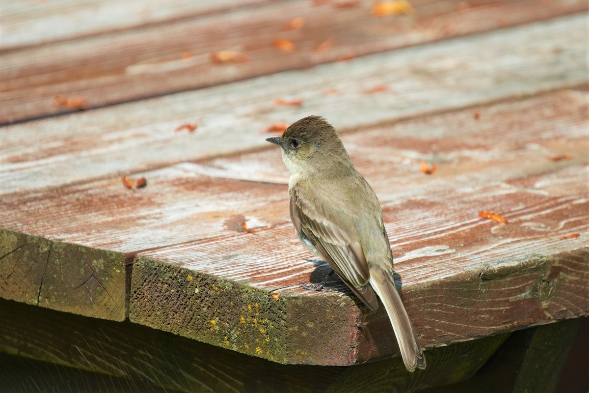 Eastern Phoebe - Ian Langlois Vaillancourt