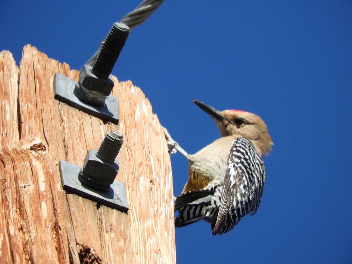 Gila Woodpecker - Thomas Bürgi