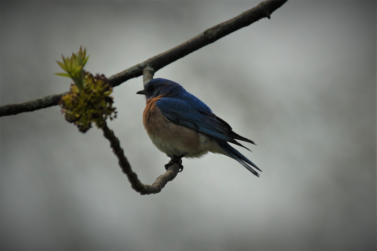 Eastern Bluebird - Ian Langlois Vaillancourt