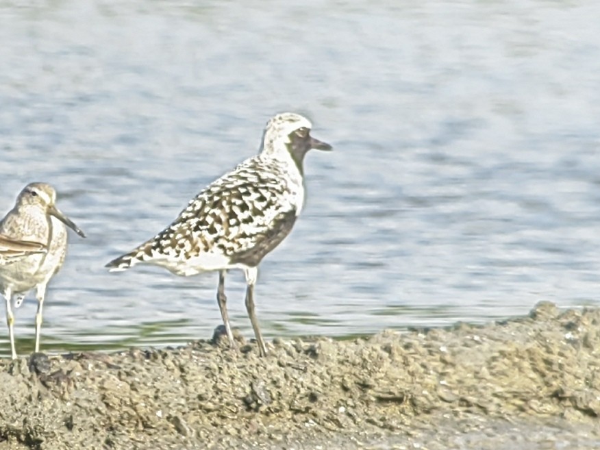 Black-bellied Plover - Mayer Jiménez Barrantes