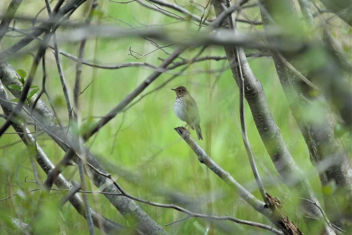 Swainson's Thrush - Ian Langlois Vaillancourt