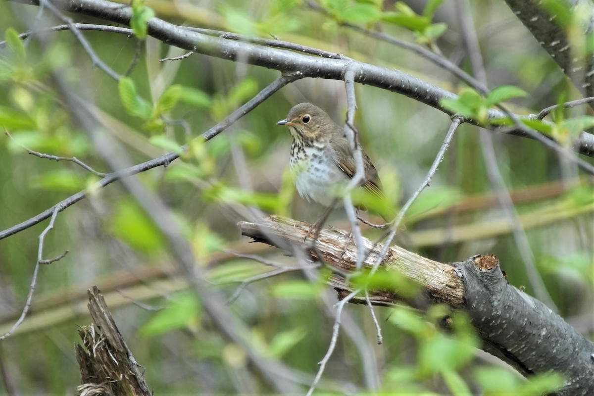 Swainson's Thrush - Ian Langlois Vaillancourt