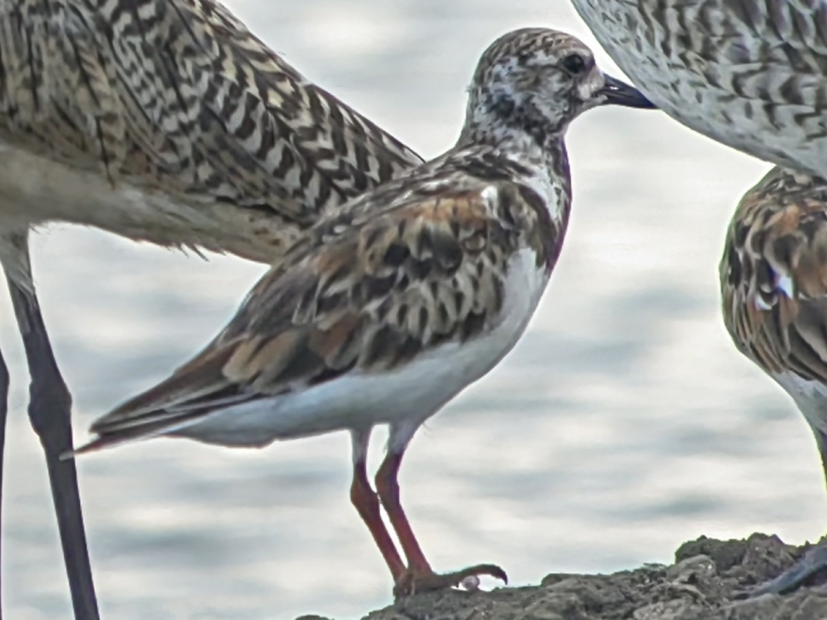 Ruddy Turnstone - Mayer Jiménez Barrantes