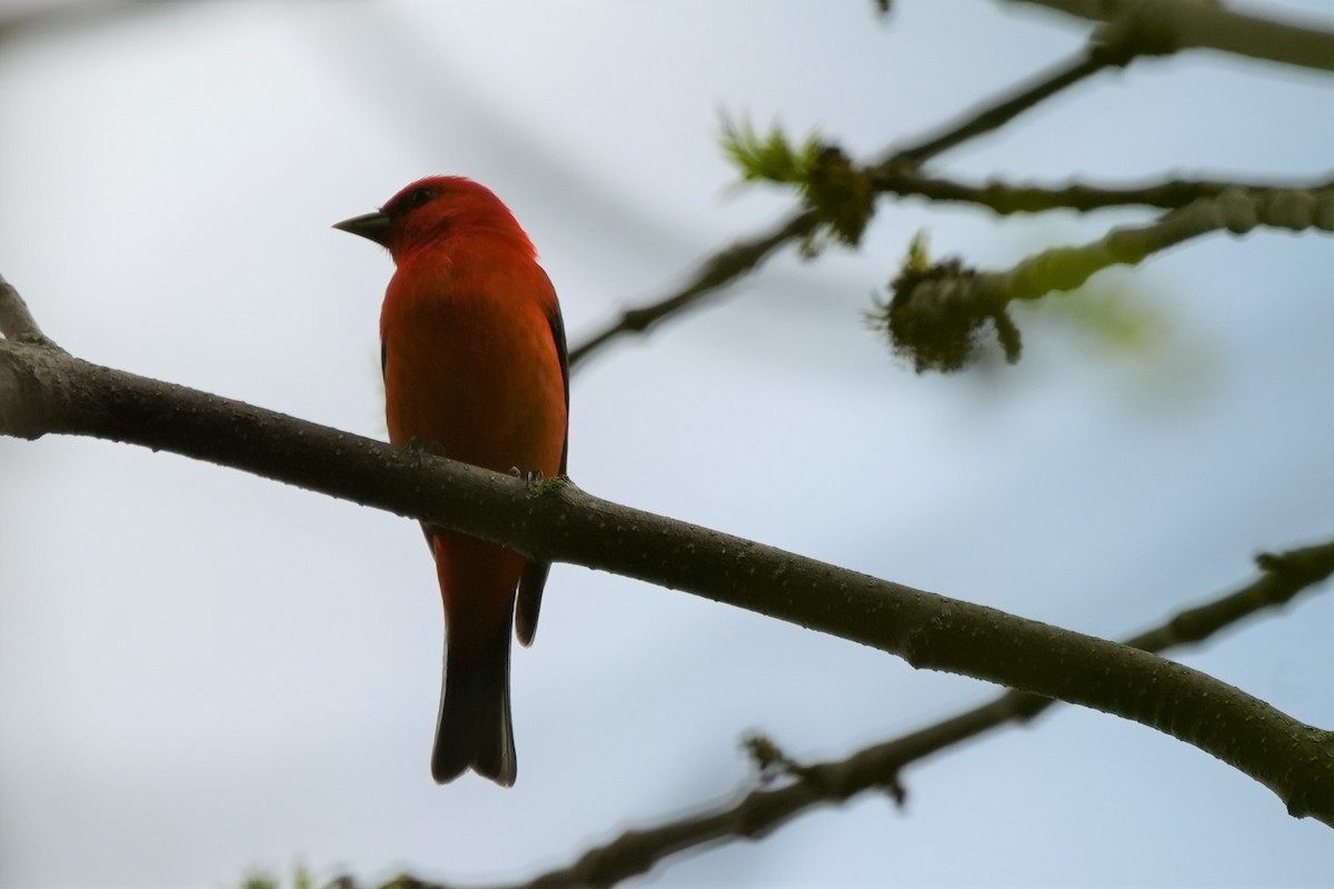 Scarlet Tanager - Ian Langlois Vaillancourt