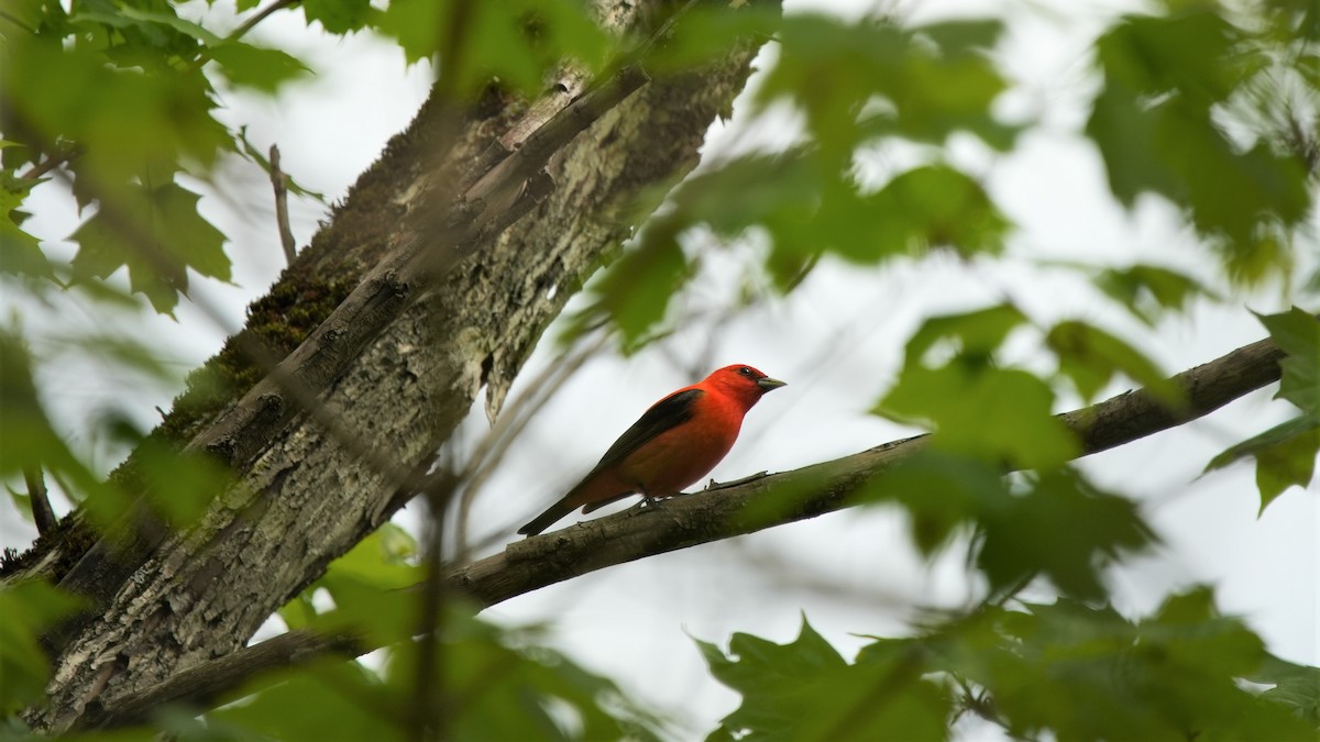 Scarlet Tanager - Ian Langlois Vaillancourt