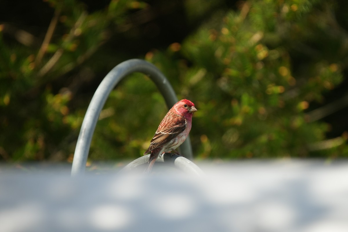 Purple Finch - Ian Langlois Vaillancourt