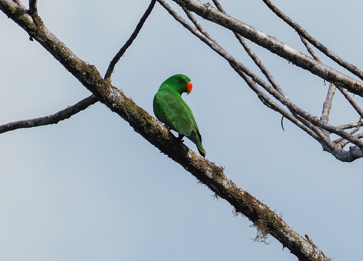 Maluku Eklektus Papağanı - ML619479695